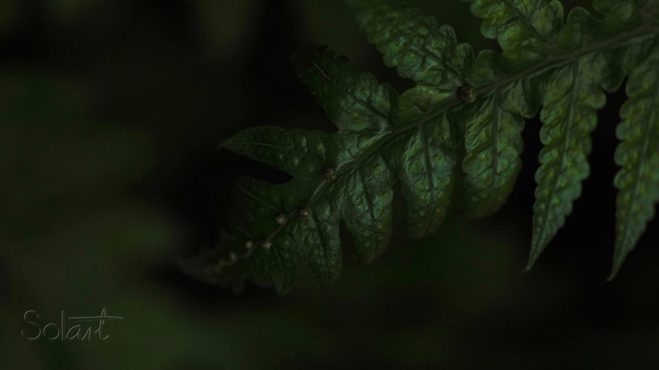 Verifigas Chiapas Fondo jardín oscuro